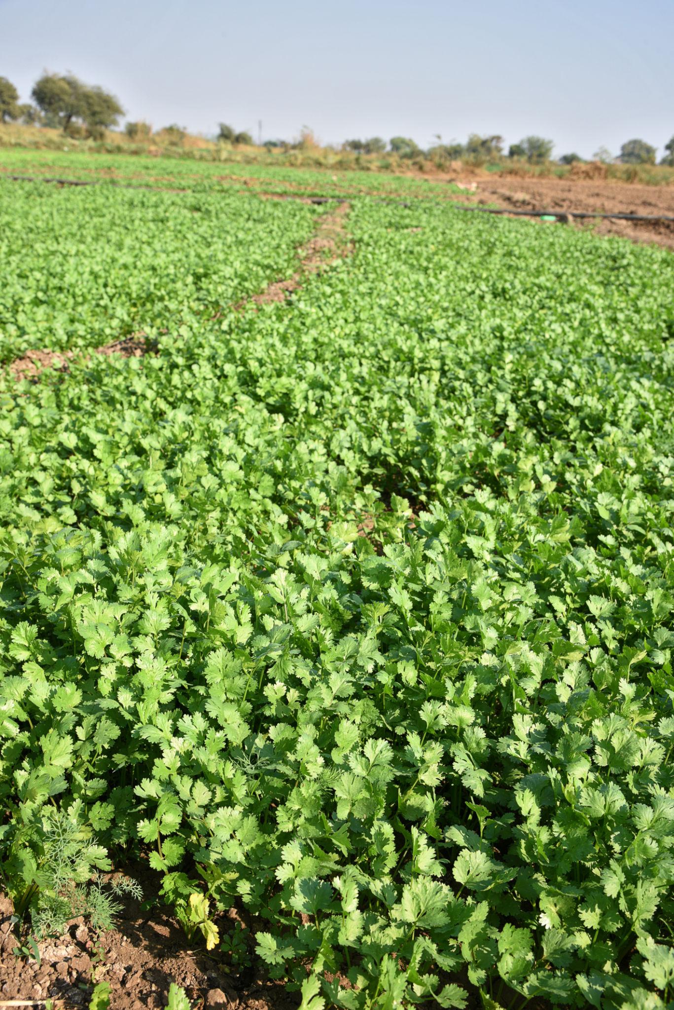 JK Anand Coriander Seeds (Dhania) Fast Growing, Multiple Cuttings, Disease Tolerant, Fast Growing Plant