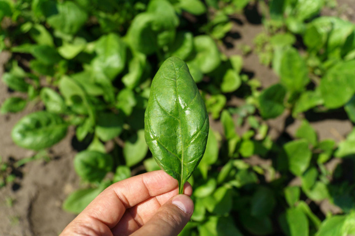 Team Seeds F1 Hybrid Jasmeet Palak Seeds