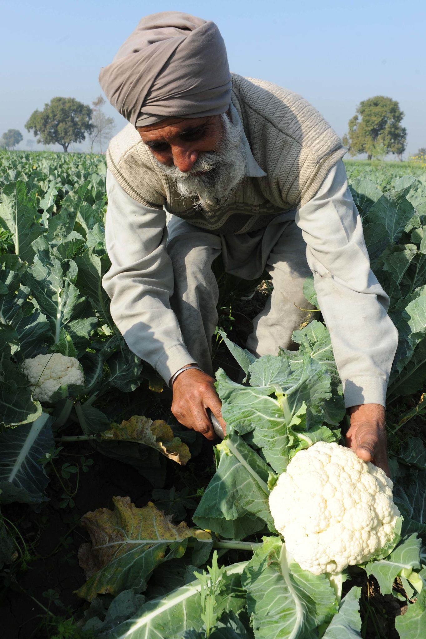 Advanta F1 Hybrid SHRAWAN F1 Hybrid Cauliflower (GOBHI) Seeds, High Yield Variety For All Seasons