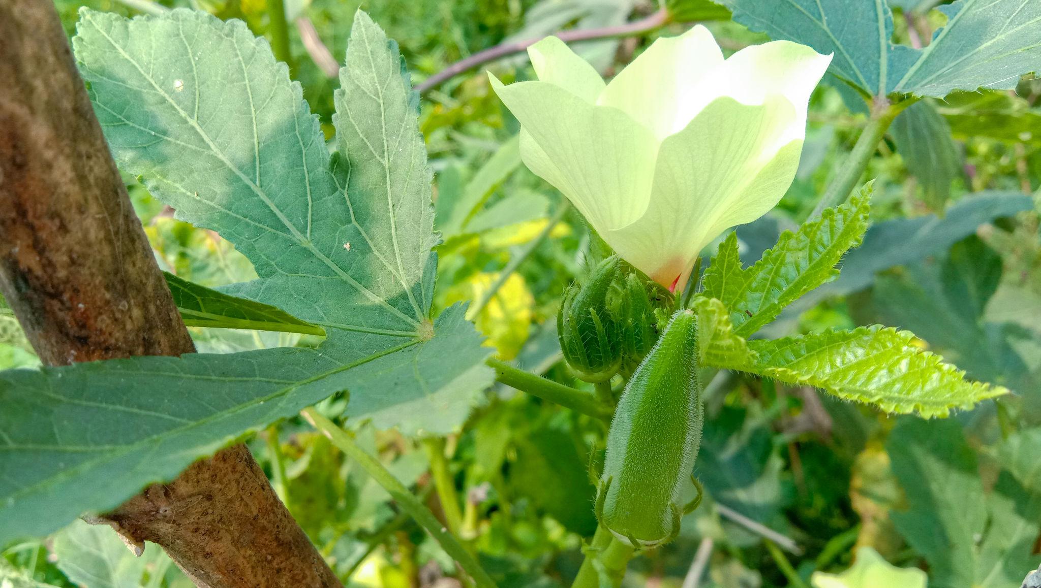 Advanta F1 Hybrid Venus Okra Seeds (Bhindi) Dark Green Colour with Good Shelf Life, High Quality