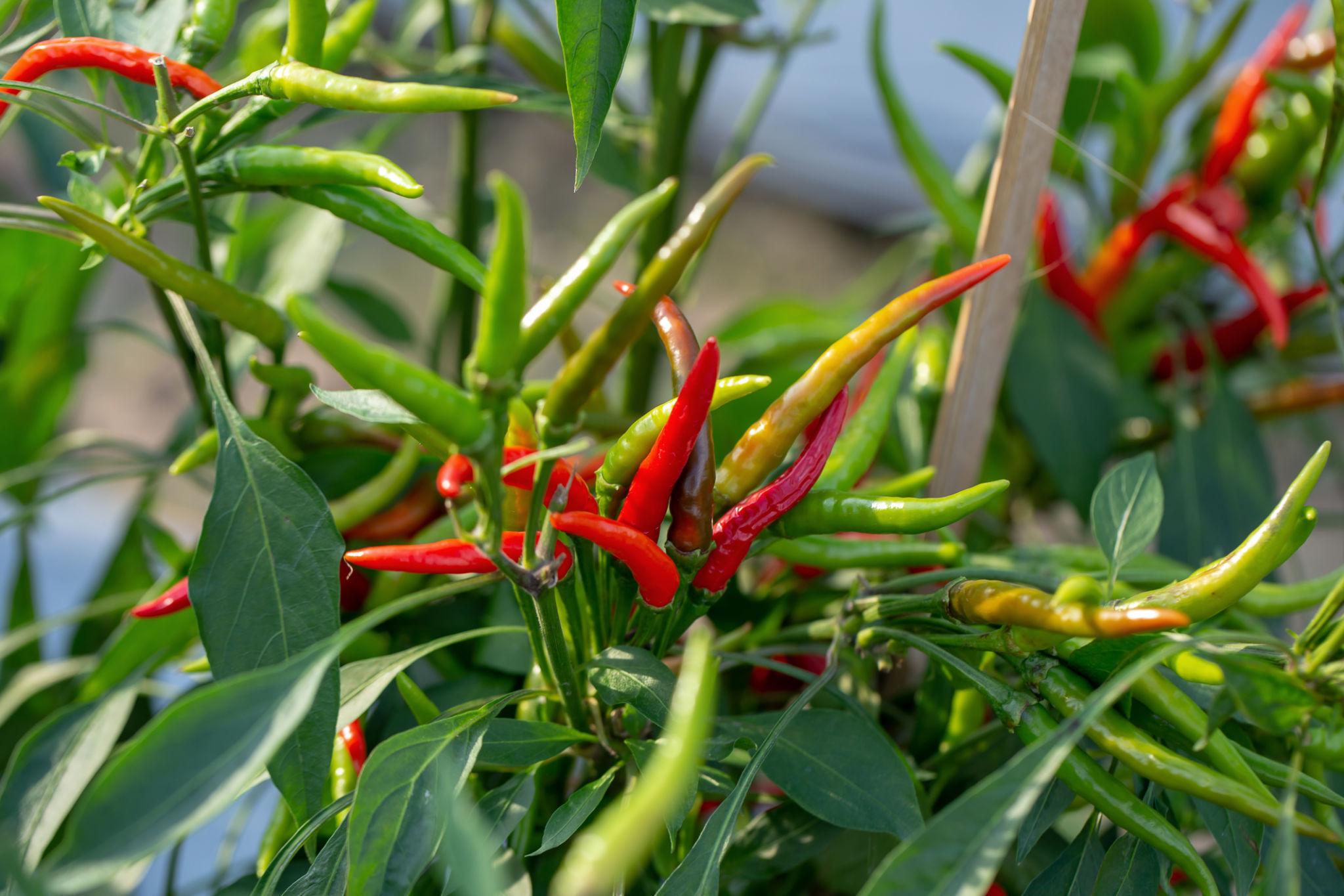 EXTREME SEEDS F1 Hybrid CH-27 Chilli Seeds - (Mirchi Seeds) Dual Purpose With LCV Tolerance, High Pungency