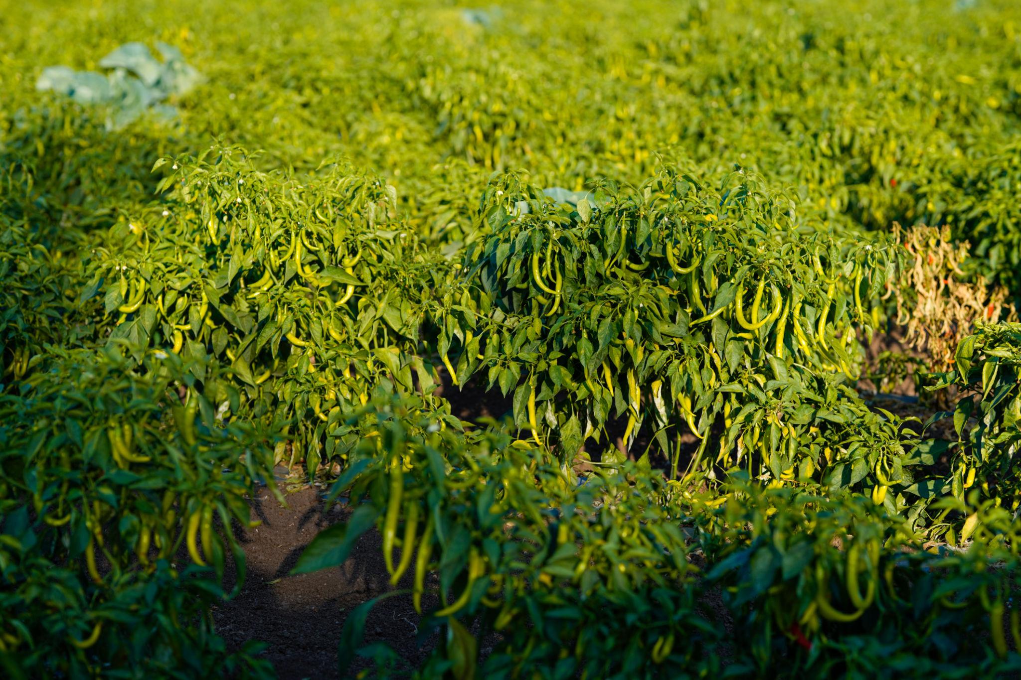 United Genetics Chilli-8307 Chilli Seeds - (Mirchi Seeds) For Fresh Market And Processing Purpose, High Pungent