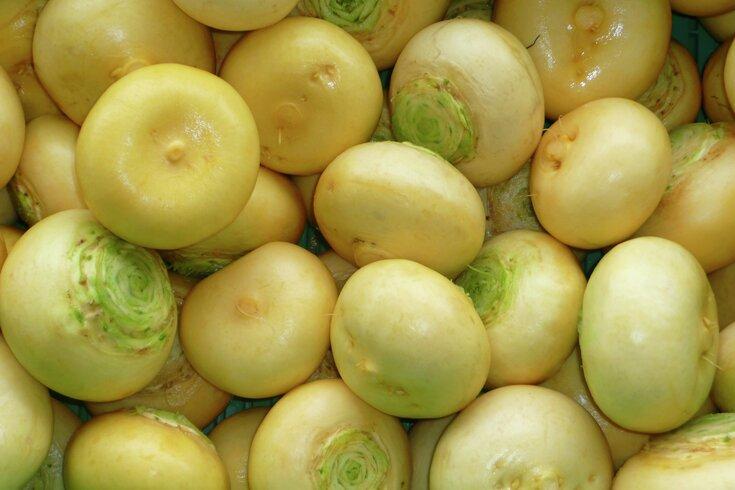 EXTREME SEEDS F1 Hybrid Yellow Turnip MADHU Seeds, Open Pollinated, Globe Round Shape