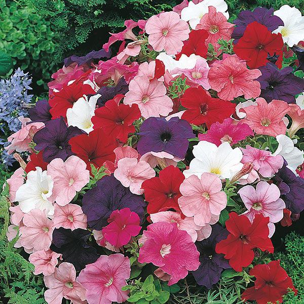 Indus Seeds F1 Hybrid Flora MIX Flower Seeds