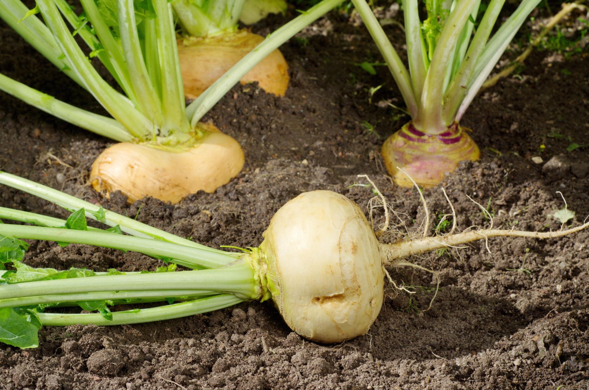 EXTREME SEEDS F1 Hybrid Yellow Turnip MADHU Seeds, Open Pollinated, Globe Round Shape