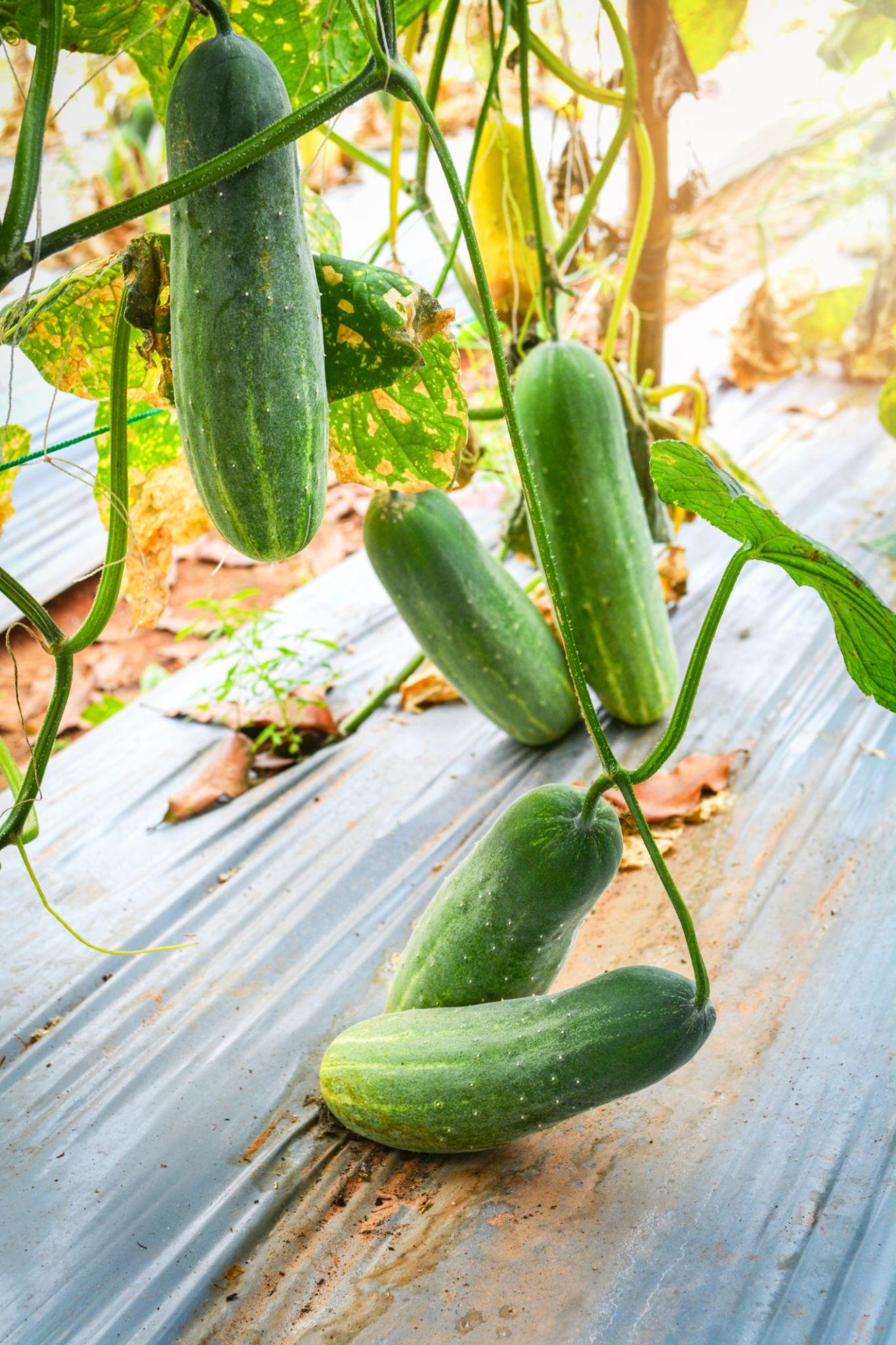 Syngenta Rajani Hybrid Cucumber Seeds (Kheera) Early Maturing