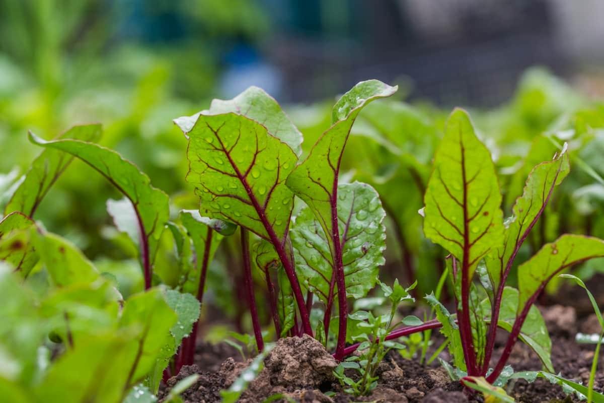 EXTREME SEEDS F1 Hybrid RACILA Beetroot Seeds, High Yield Variety, Uniform Roots & Dark Red In Color