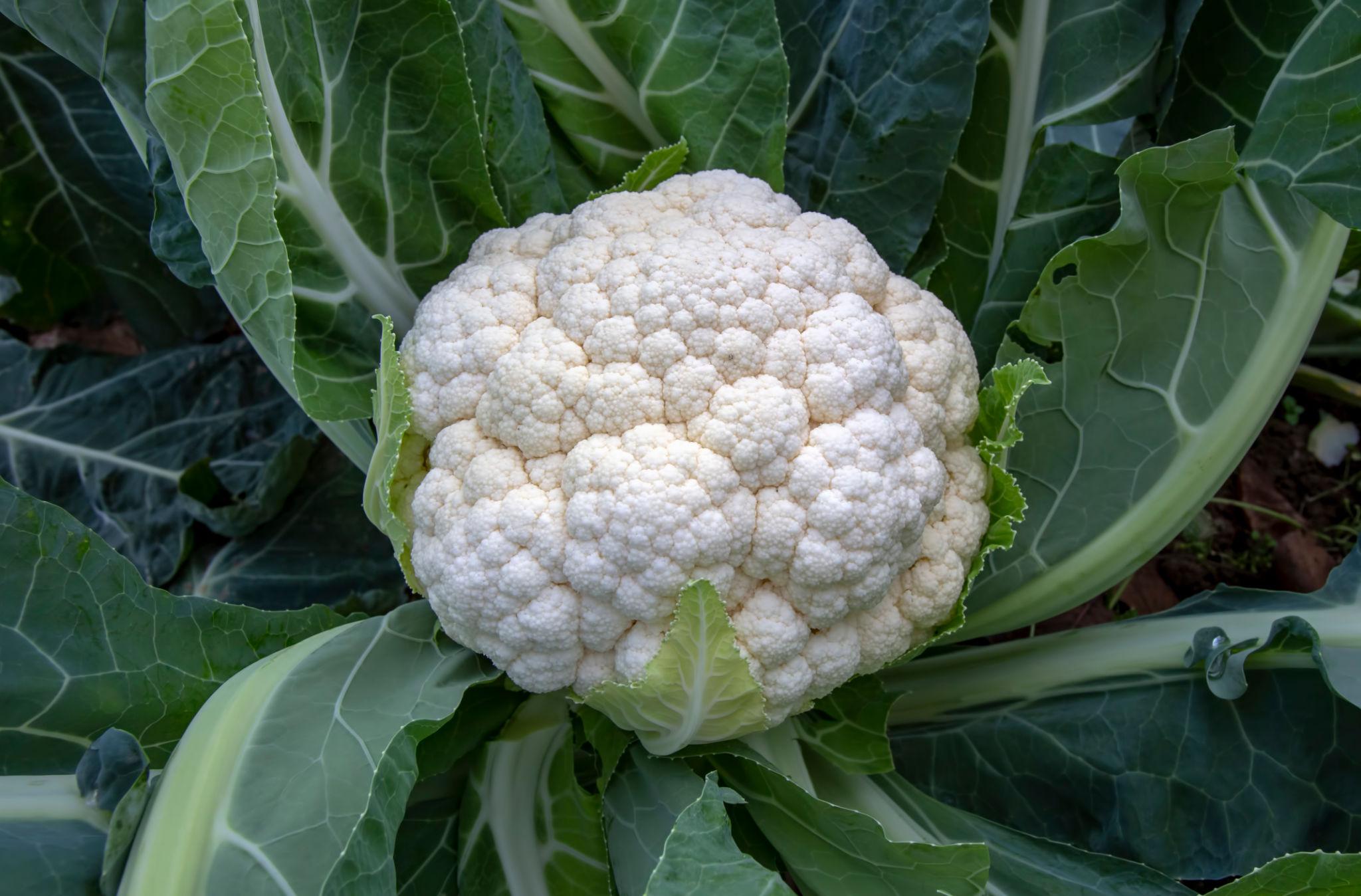 Advanta GS 85 Cauliflower Seeds - (Gobhi Seeds) Dome and Compact Curd