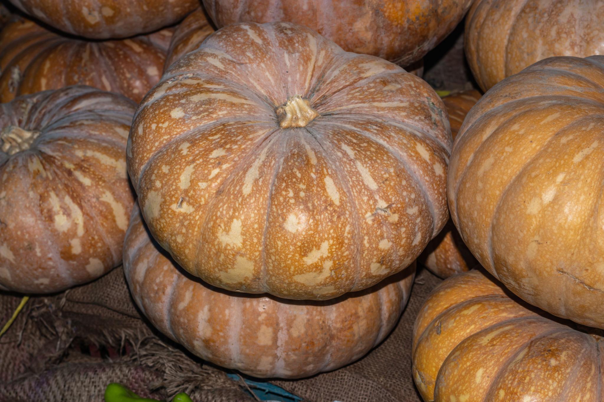 EXTREME SEEDS F1 Hybrid KASHIPHAL Pumkin Seeds (PETHA)