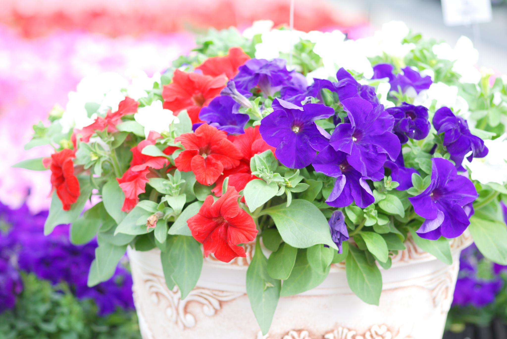 Indus Seeds F1 Hybrid Flora MIX Flower Seeds