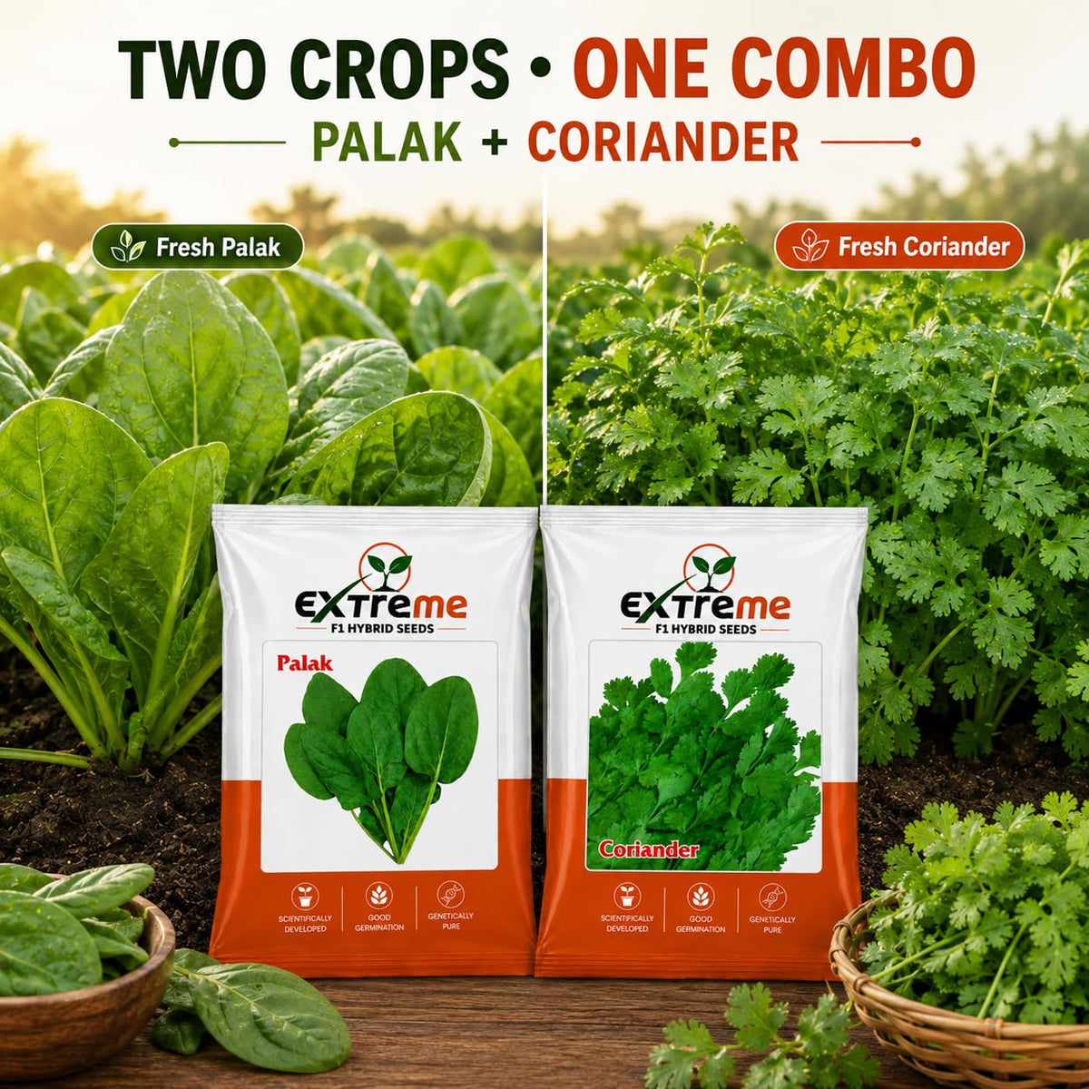 Extreme F1 Hybrid Palak & Coriander Seeds Combo Pack 30g (20g Palak + 10g Coriander) | Spinach & Dhaniya Seeds | Vegetable Seeds for Home, Kitchen & Terrace Garden