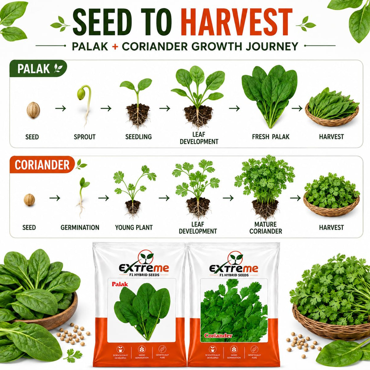 Extreme F1 Hybrid Palak & Coriander Seeds Combo Pack 30g (20g Palak + 10g Coriander) | Spinach & Dhaniya Seeds | Vegetable Seeds for Home, Kitchen & Terrace Garden
