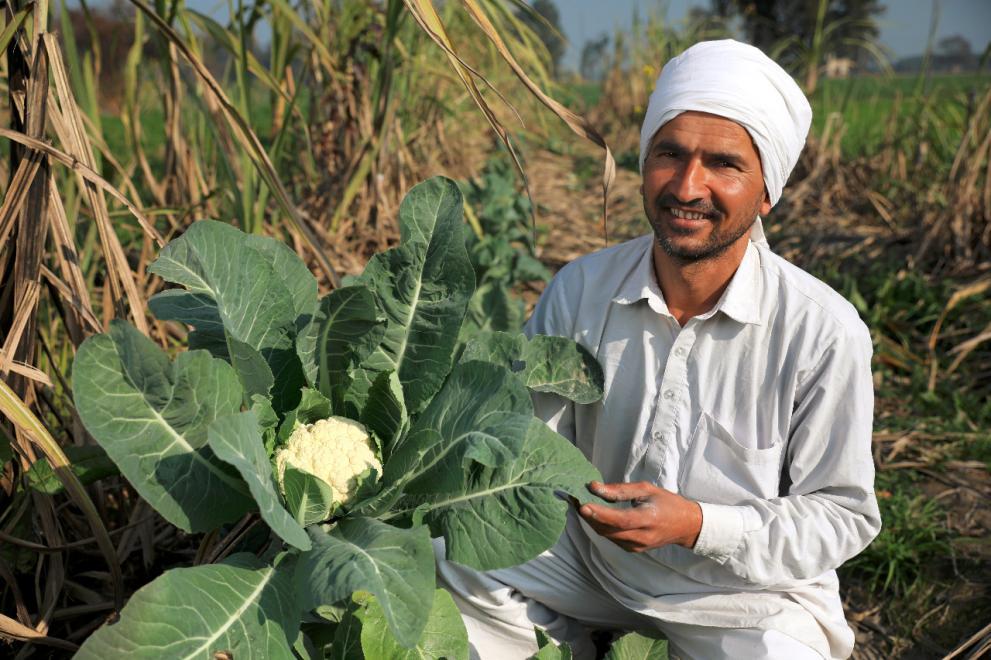 Advanta Classic OP Early Kunwari Cauliflower Seeds - (Gobhi Seeds) Dome-Shaped Cream Curds, Early Maturity