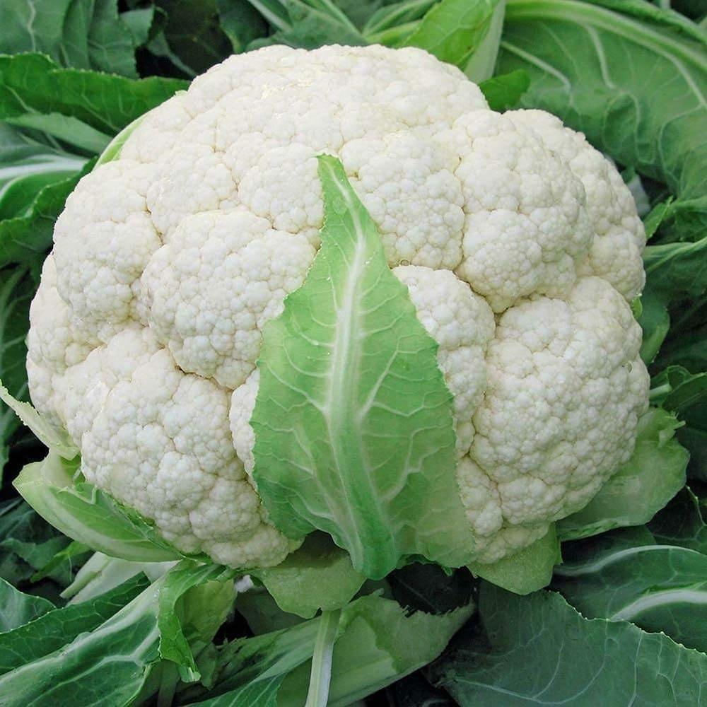 BIOSEED F1 Hybrid SW 65 Cauliflower Seeds for High Yield Quality Crop Cultivation