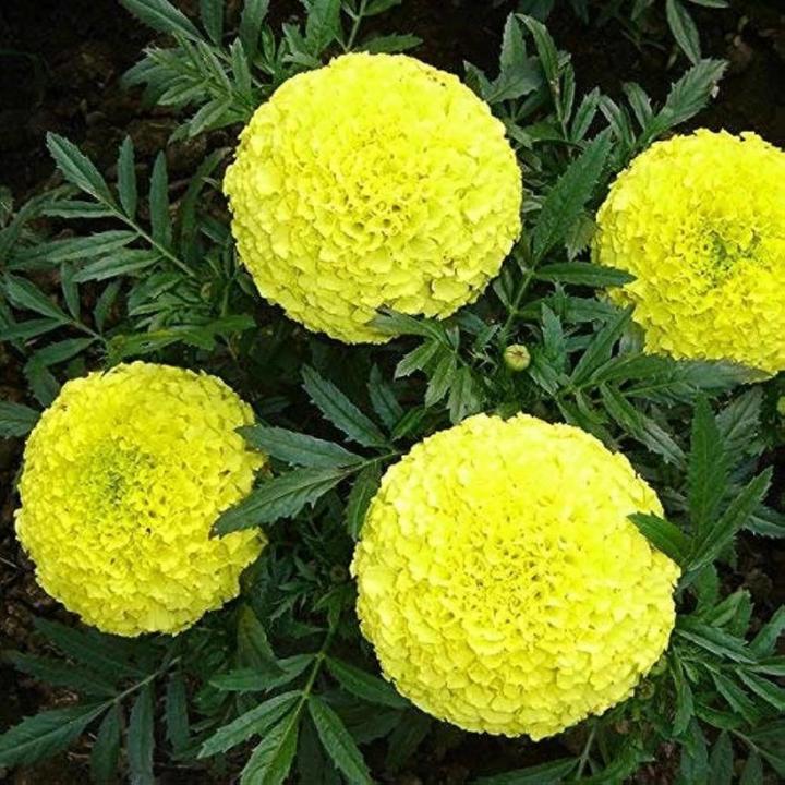 Indus Seeds F1 Hybrid Gold Spot 2 Marigold seed, Compact Lemon Yellow Flower Seeds with High Yield Variety