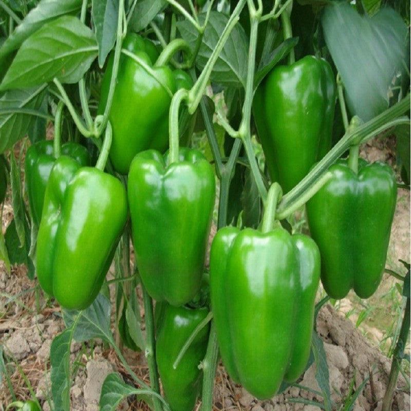 Bioseed Veg F1 Hybrid Tara Sweet Pepper, Capsicum (SHIMLA MIRCH) Seeds