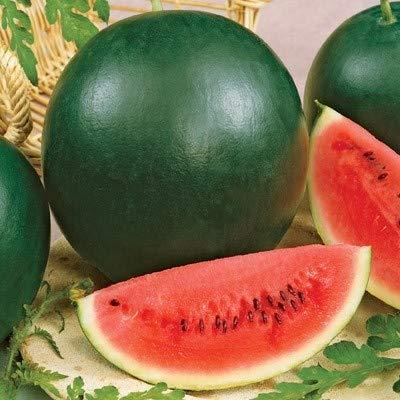Team Seeds Varun Watermelon Seeds (Tarbooz)