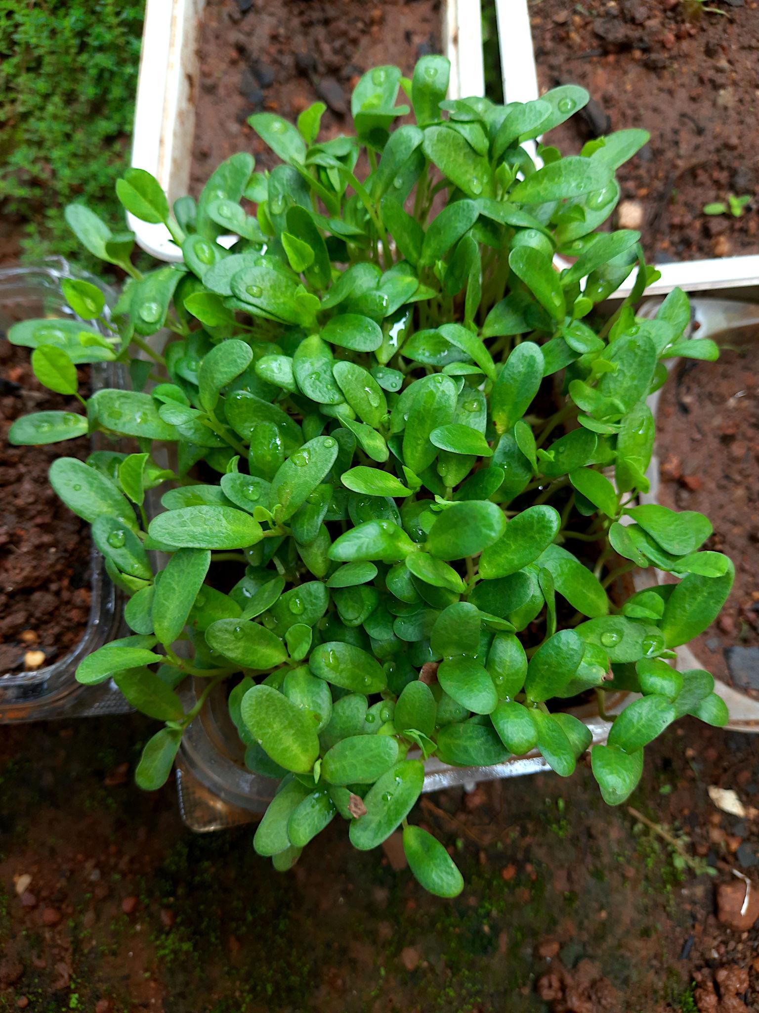 EXTREME SEEDS F1 Hybrid VIJETA Methi Seeds, Fenugreek Seeds, High Yield Variety