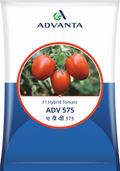 Advanta ADVANTA F1 Hybrid  575 Tomato Seeds - (Tamatar Seeds) High TYLCV Tolerant, Suitable For Summer Season
