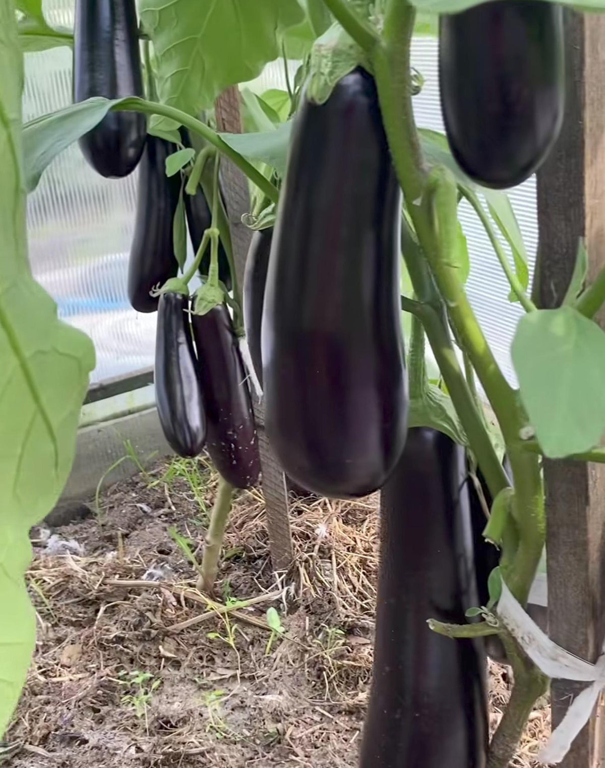 Bioseed Veg F1 Hybrid  Bioseed 613 Long Brinjal Seeds (BENGAN)