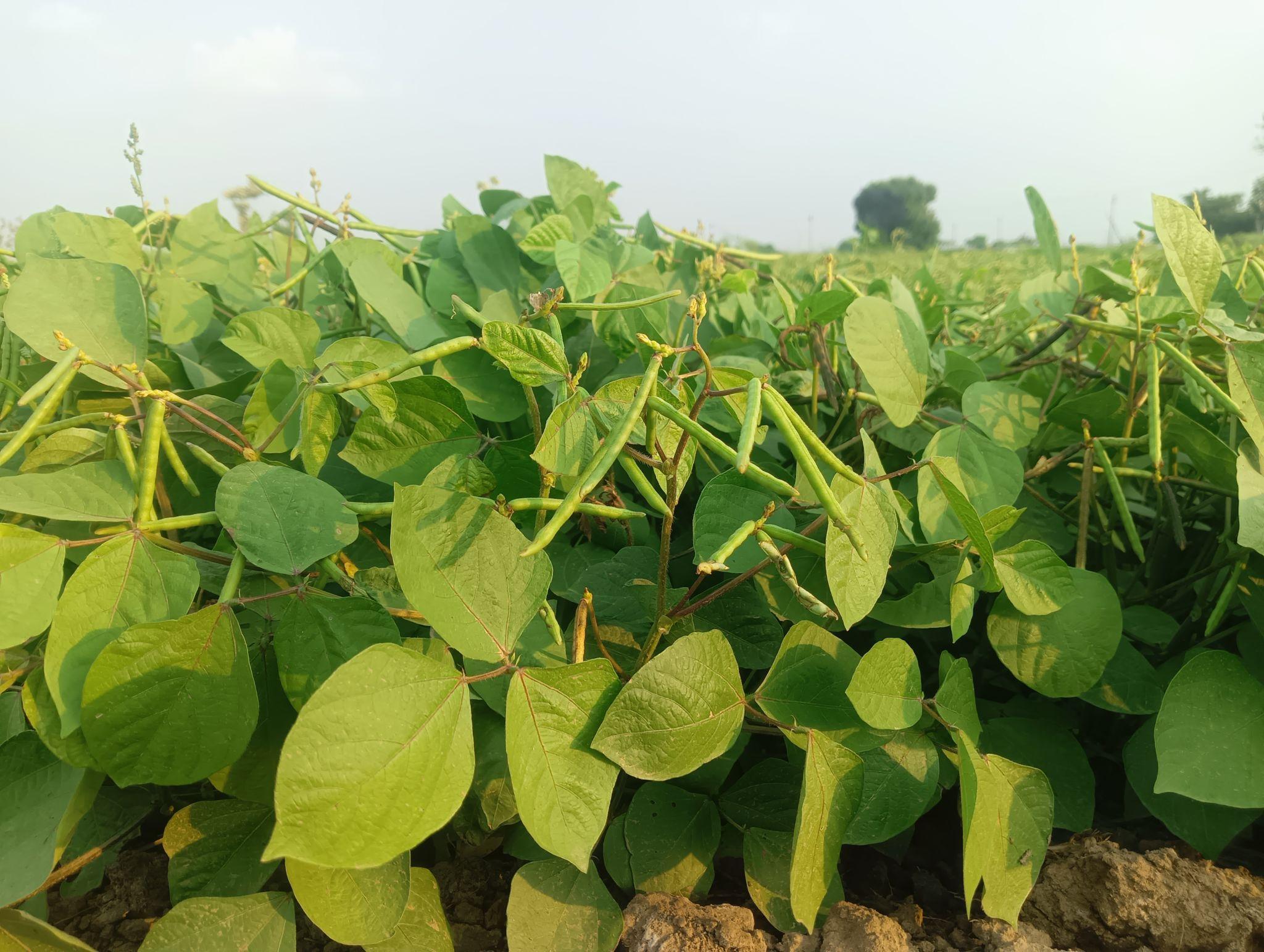 Luxmi Seeds Winner Gold Moong Seeds