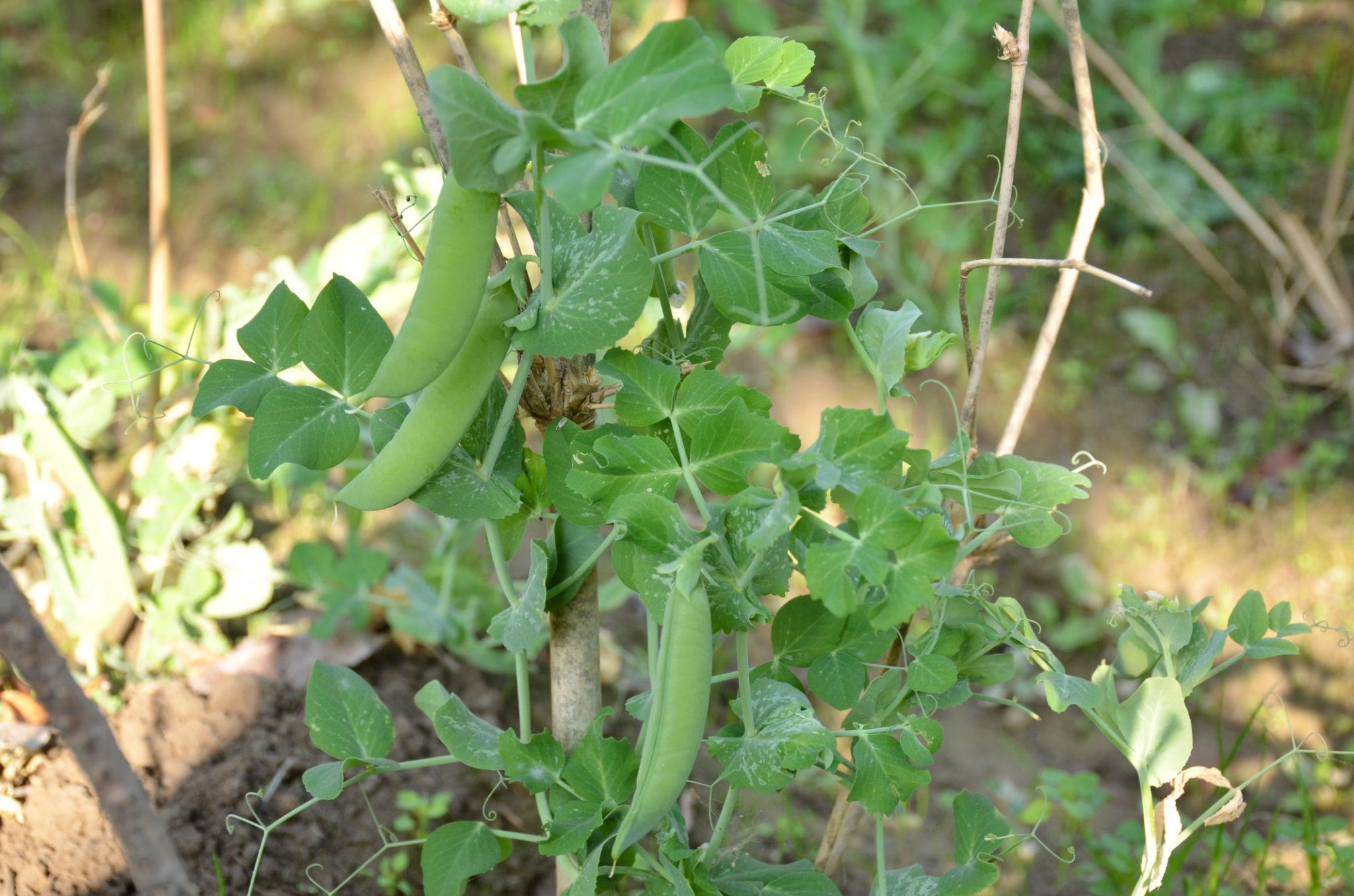 EXTREME SEEDS F1 Hybrid PENCILPeas Seeds, Matar Ke Beej, Vegetable Seeds, High Yield Potential