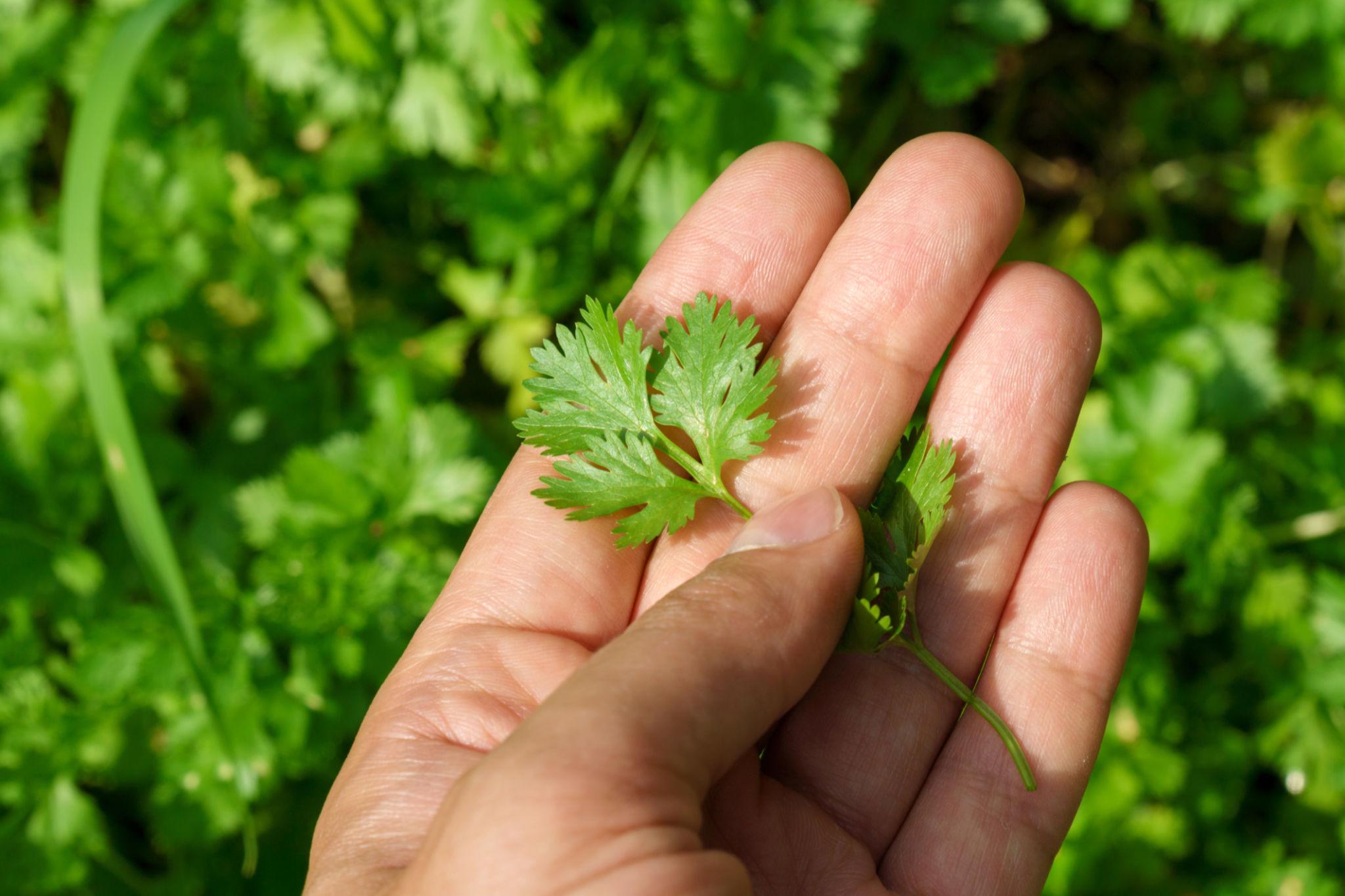 Indus Seeds Imported Harini Multicut Coriander Seeds