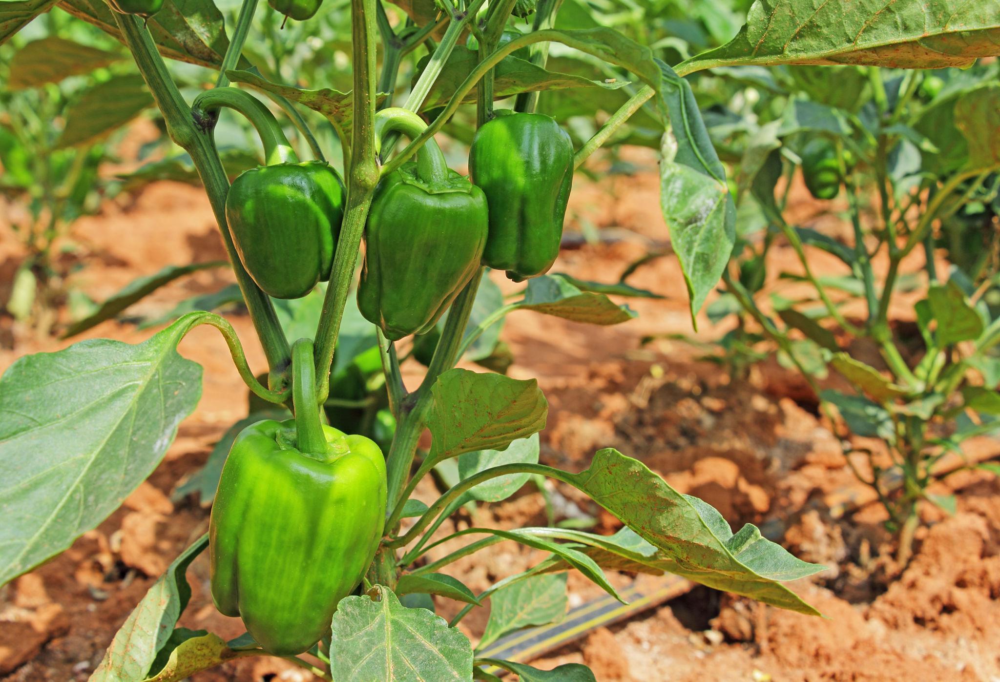 VNR SUPER WONDER Capsicum Seeds, Shimla Mirch