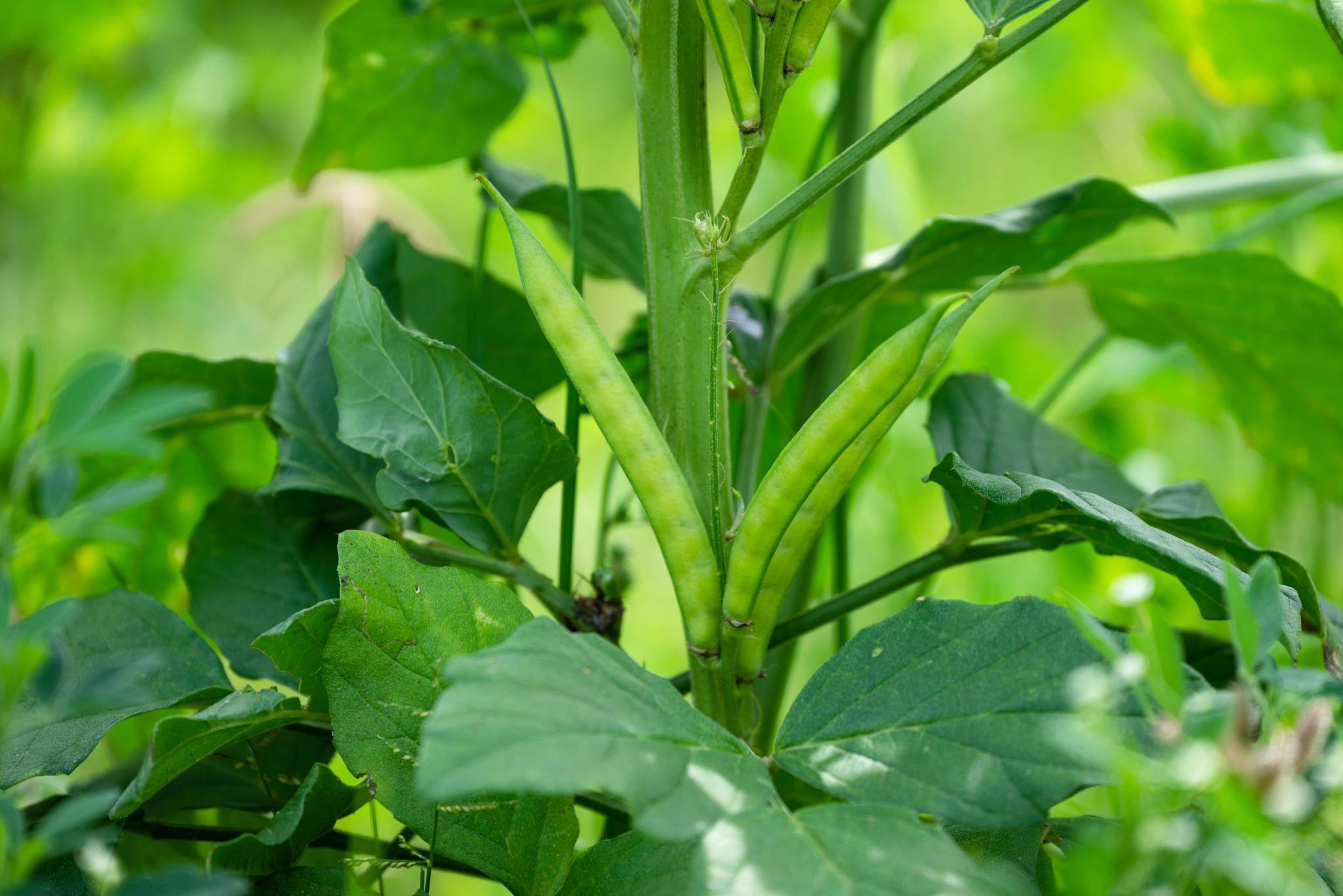 EXTREME SEEDS GUAR Seeds