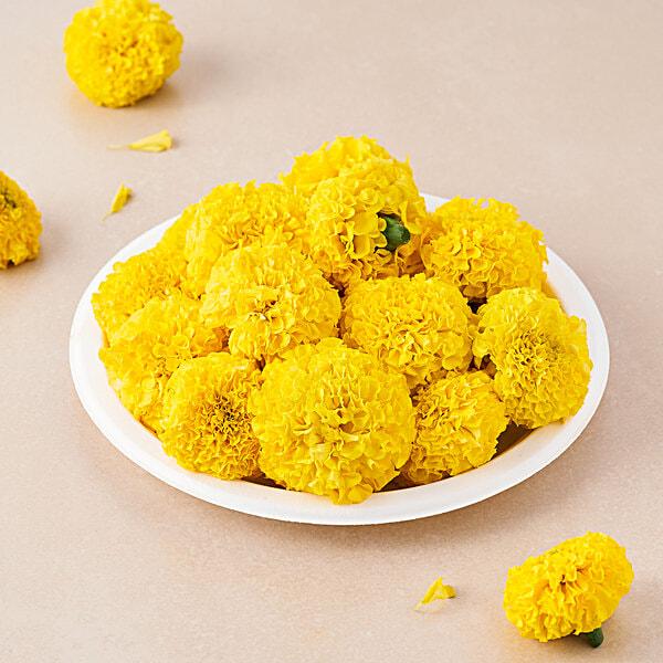 INDUS SEEDS Bijilee Yellow Moon Marigold Genda Fool, Best In Germination , Highly compact Ball
