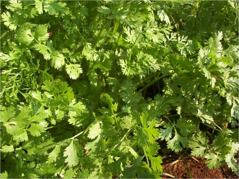 Indus Seeds Imported Harini Multicut Coriander Seeds