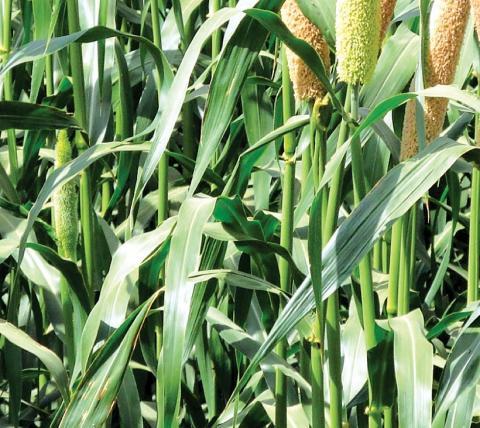 Hari Har Multi Cut Bajra Forage Seeds, Fodder Seeds