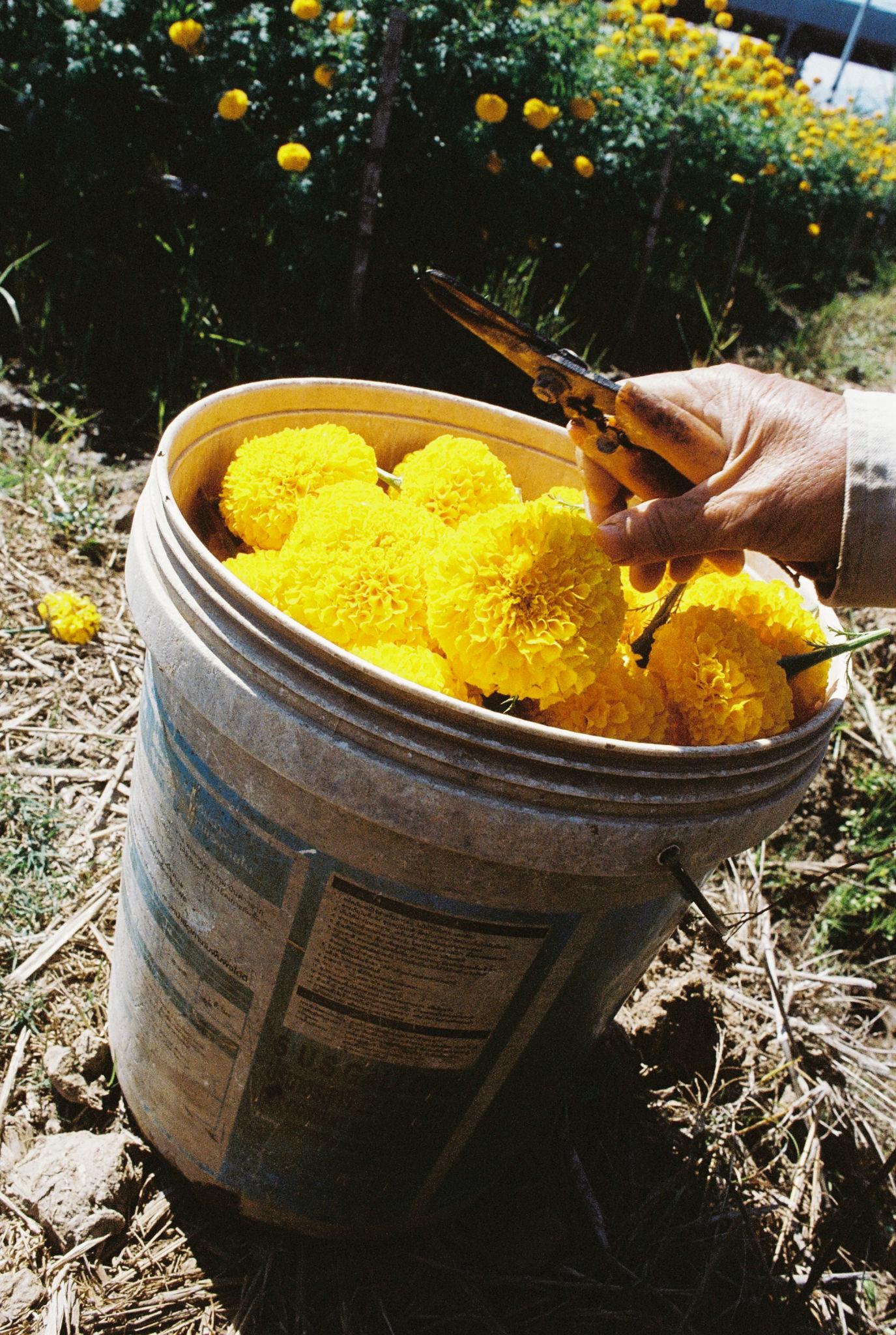 Indus F1 Hybrid TENNIS BALL MARIGOLD Flower Seeds (GENDA)