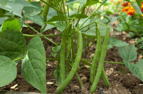 EXTREME SEEDS BEANS Seeds for Outdoor