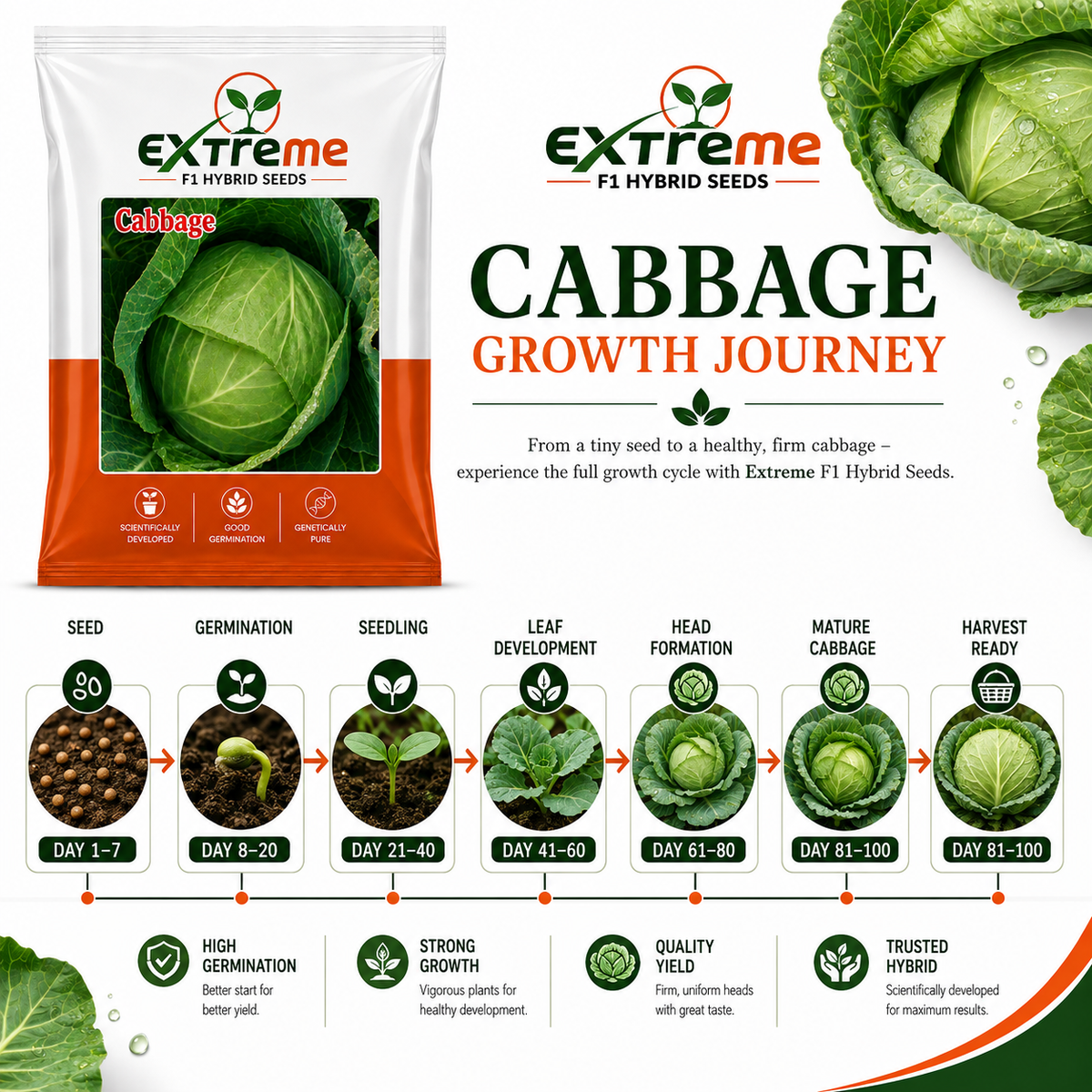 Extreme F1 Hybrid Cabbage Seeds 1 Gram (1000 mg) | Patta Gobhi Vegetable Seeds for Home, Kitchen Garden & Farming | Good Germination & Genetically Pure Seeds