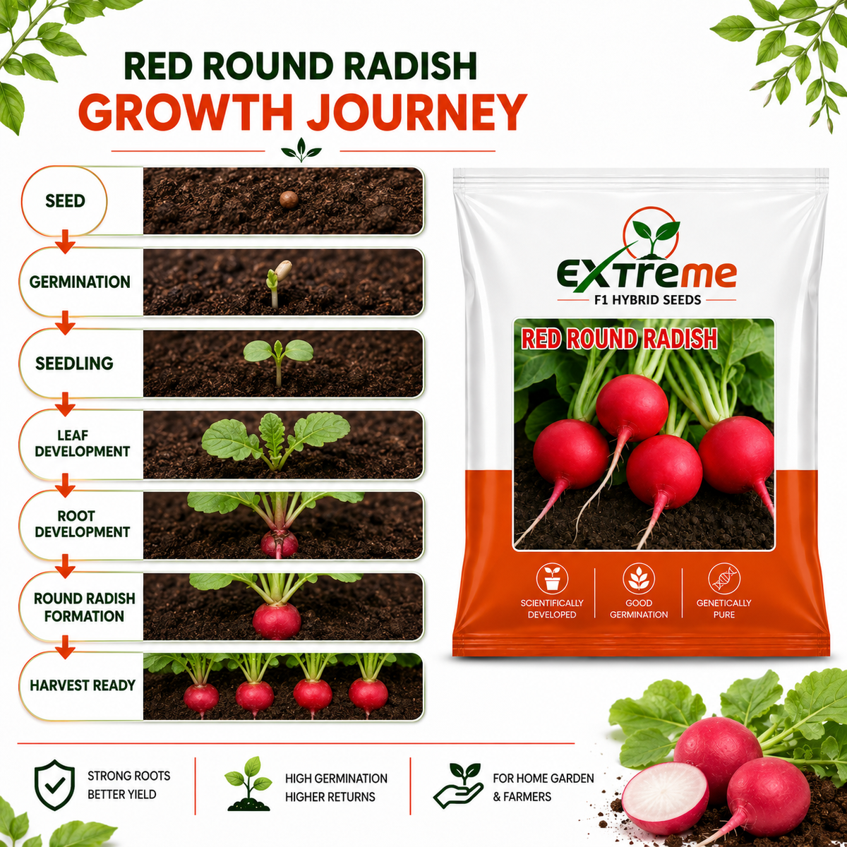 Extreme F1 Hybrid Red Round Radish Seeds 5g | Red Round Mooli Beej | Round Radish Vegetable Seeds for Kitchen Garden, Home Garden & Terrace Garden