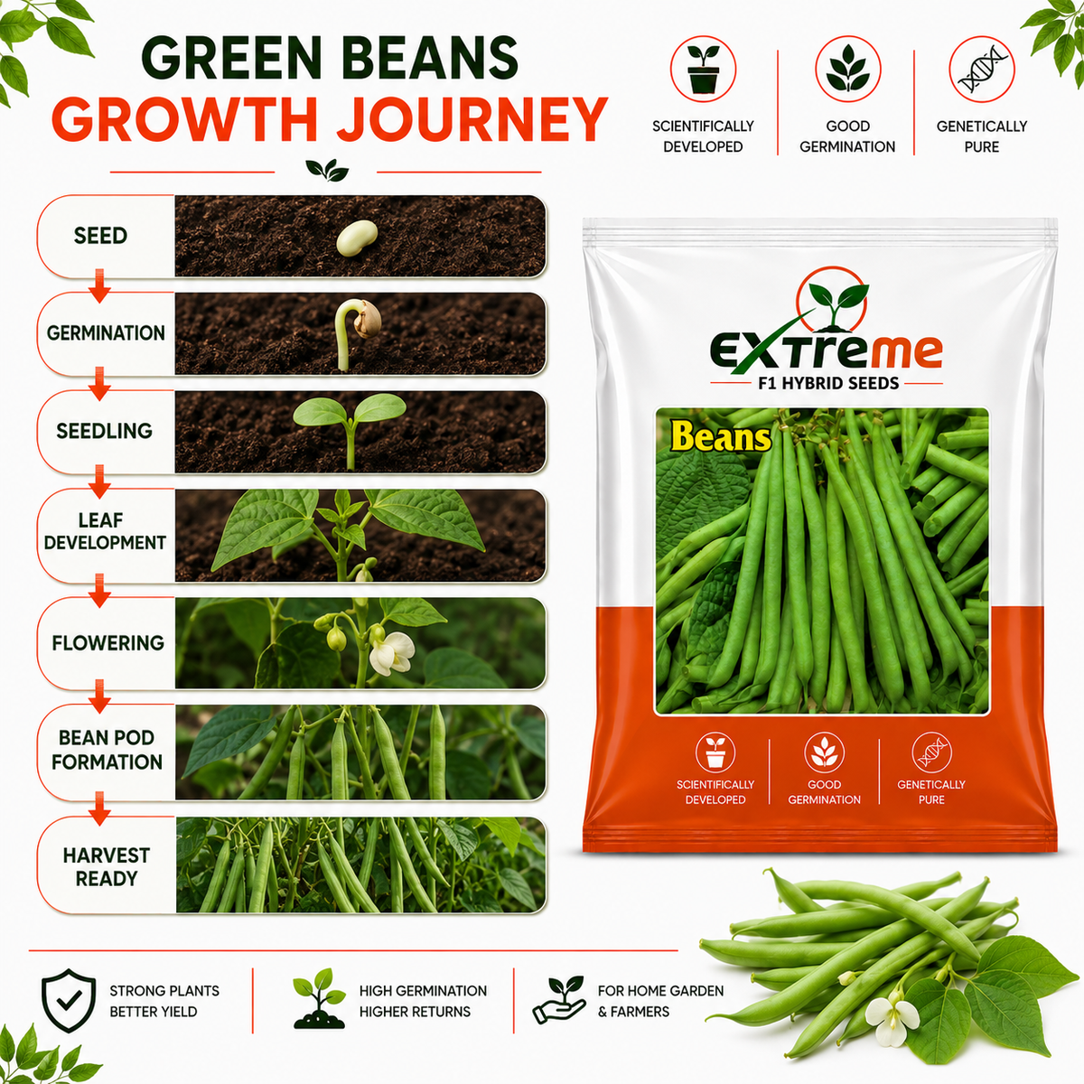 Extreme F1 Hybrid Beans Seeds 10g | Green Vegetable Seeds | Beej for Kitchen Garden, Home Garden, Terrace Garden & Outdoor Farming