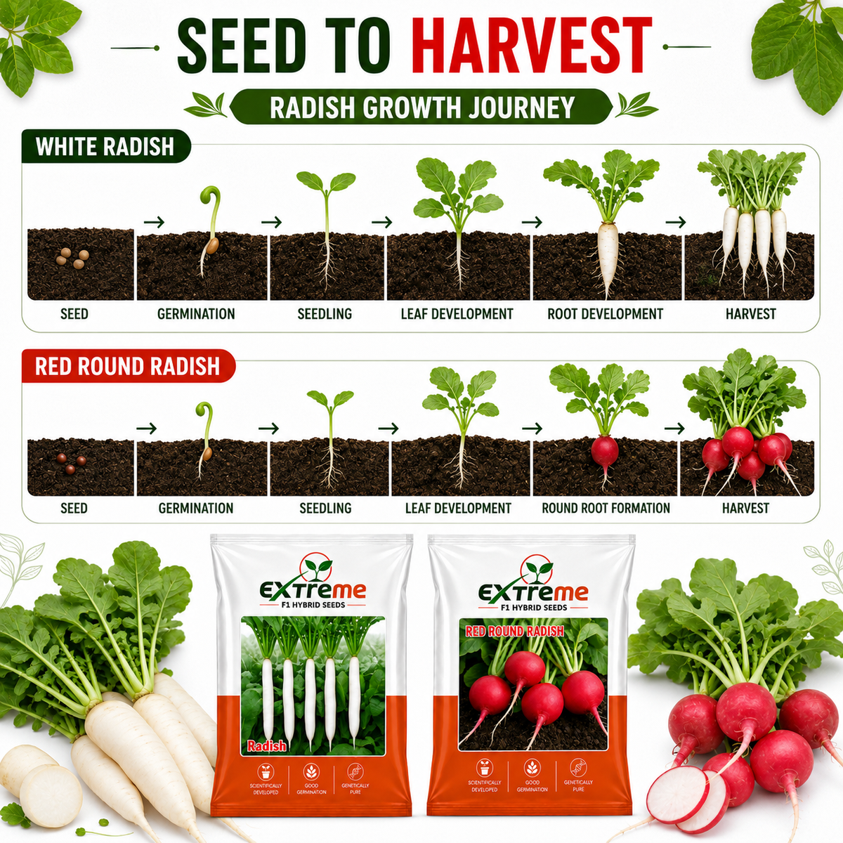 Extreme F1 Hybrid Radish & Red Round Radish Seeds Combo Pack 15g (10g + 5g) | White Radish & Red Radish Seeds | Vegetable Seeds for Home, Kitchen & Terrace Garden