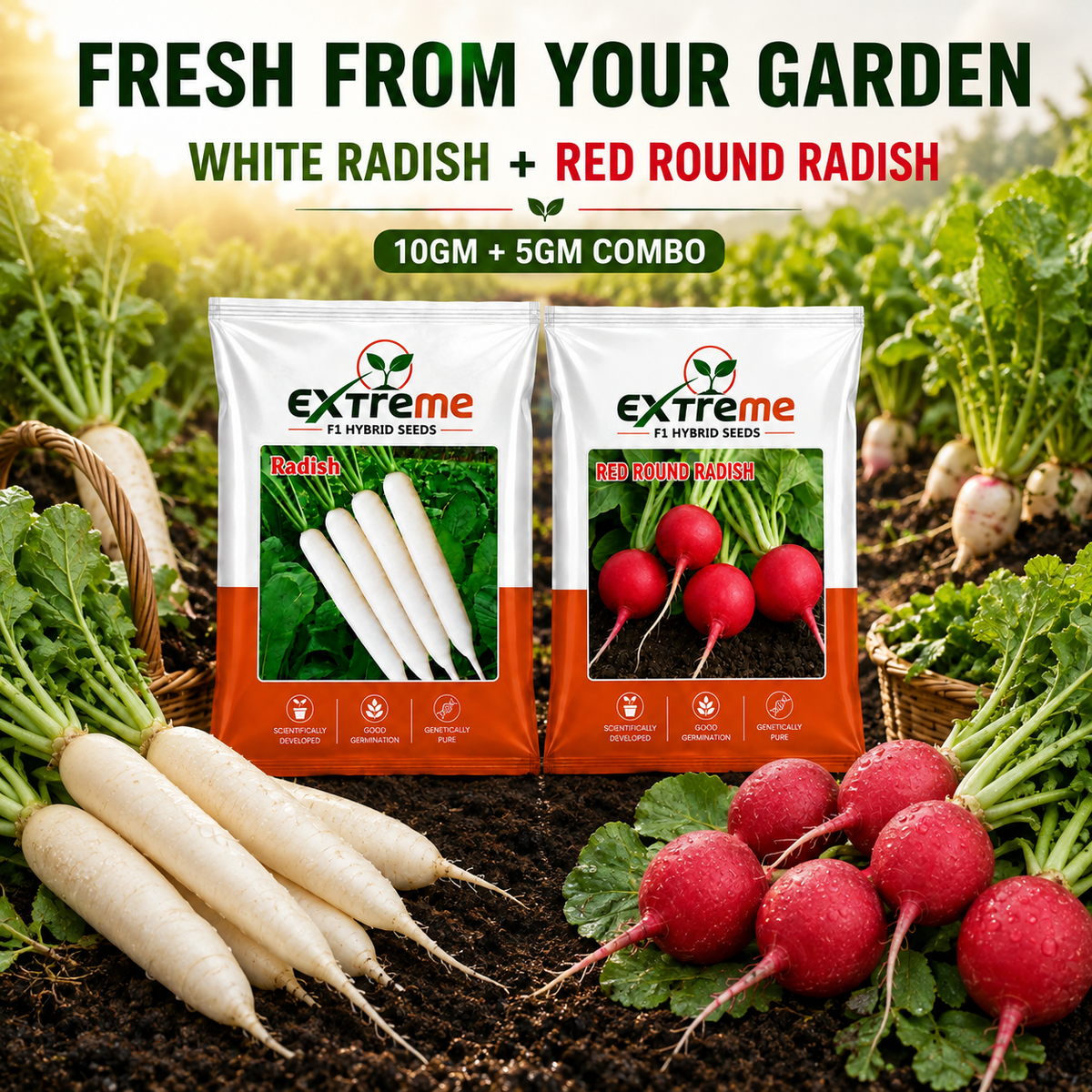 Extreme F1 Hybrid Radish & Red Round Radish Seeds Combo Pack 15g (10g + 5g) | White Radish & Red Radish Seeds | Vegetable Seeds for Home, Kitchen & Terrace Garden