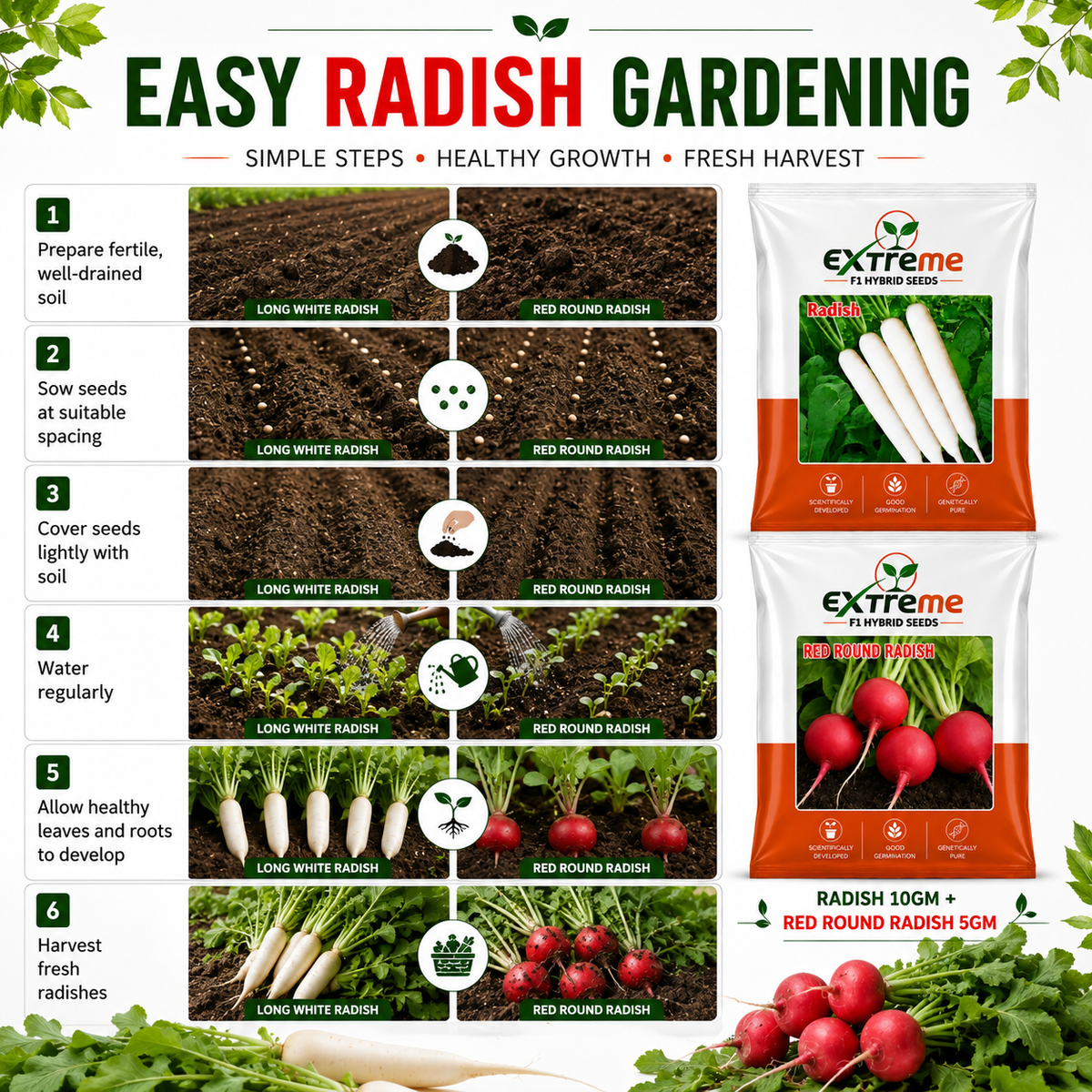 Extreme F1 Hybrid Radish & Red Round Radish Seeds Combo Pack 15g (10g + 5g) | White Radish & Red Radish Seeds | Vegetable Seeds for Home, Kitchen & Terrace Garden