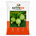EXTREME F1 Hybrid Chappan Kaddu Seeds for Home Garden, Kitchen Garden, Terrace Garden & Outdoor Growing | Premium Vegetable Seeds for Fresh Chappan Kaddu Cultivation | 5 GM Pack