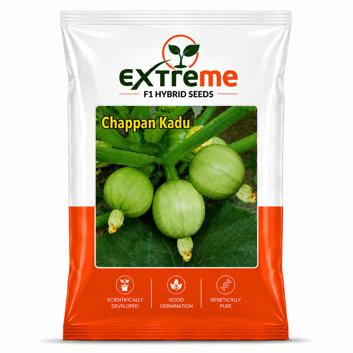 EXTREME F1 Hybrid Chappan Kaddu Seeds for Home Garden, Kitchen Garden, Terrace Garden & Outdoor Growing | Premium Vegetable Seeds for Fresh Chappan Kaddu Cultivation | 5 GM Pack