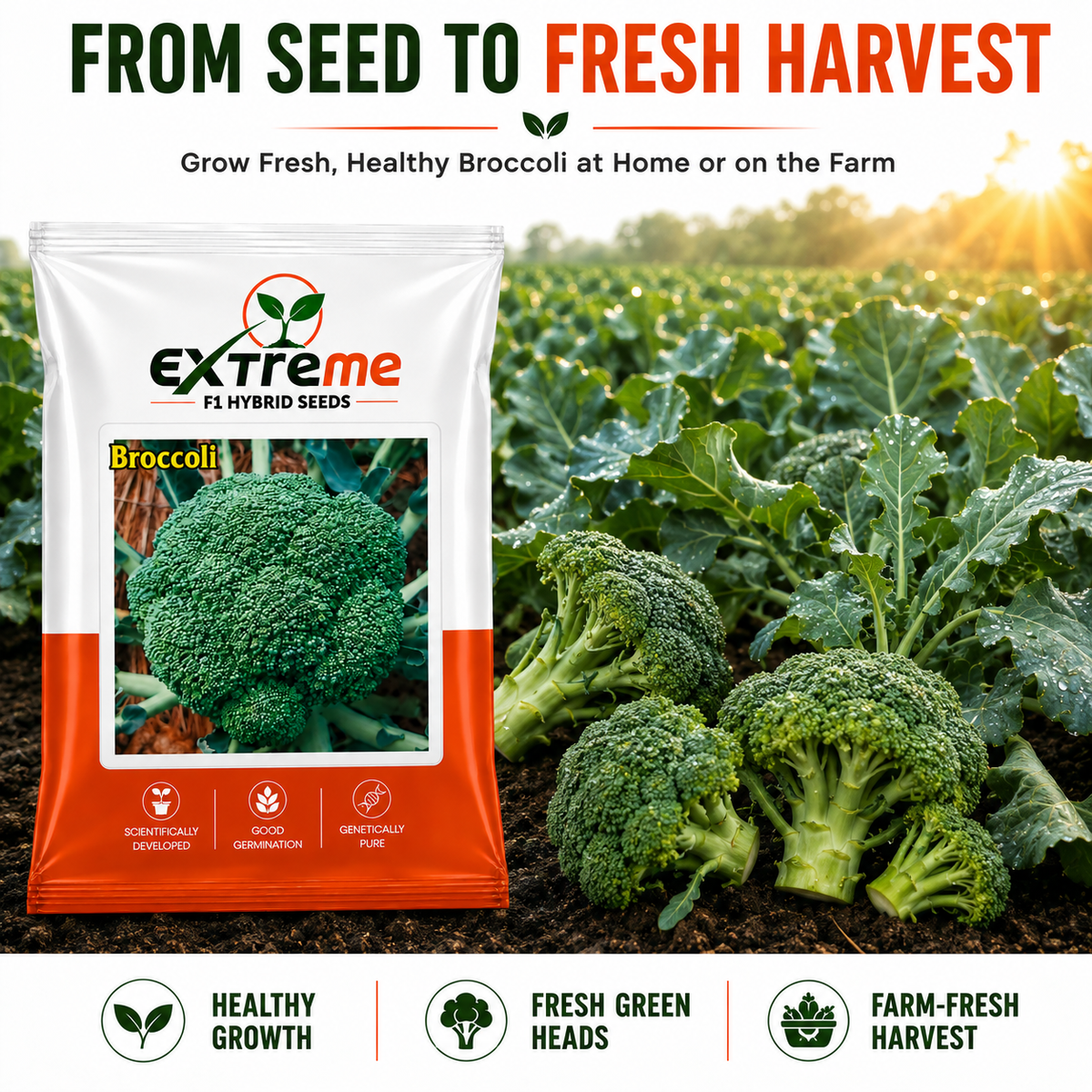 Extreme F1 Hybrid Broccoli Seeds 1 GM | Broccoli Vegetable Seeds for Home Garden, Kitchen Garden, Terrace Garden & Outdoor Farming | Easy to Grow Seeds