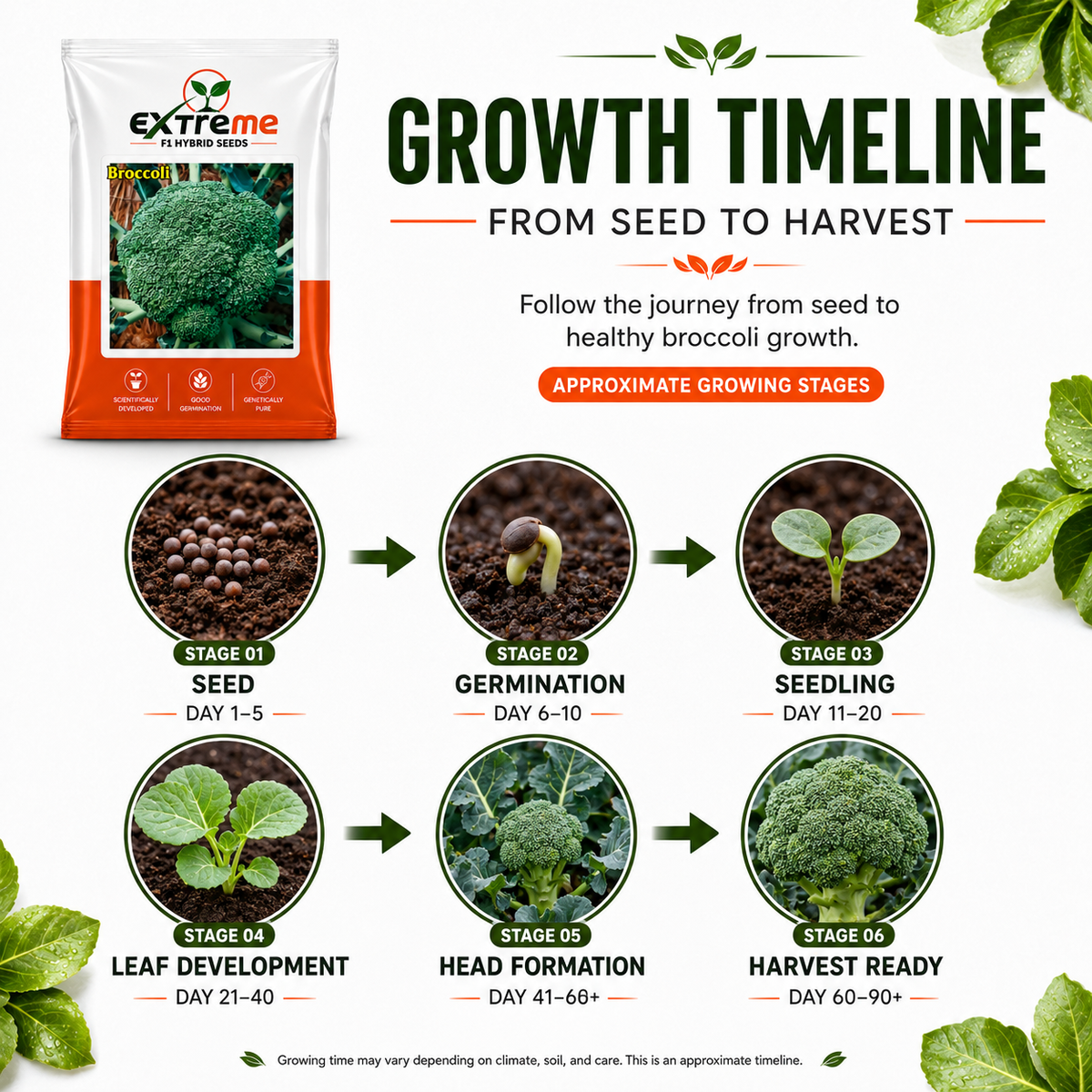 Extreme F1 Hybrid Broccoli Seeds 1 GM | Broccoli Vegetable Seeds for Home Garden, Kitchen Garden, Terrace Garden & Outdoor Farming | Easy to Grow Seeds