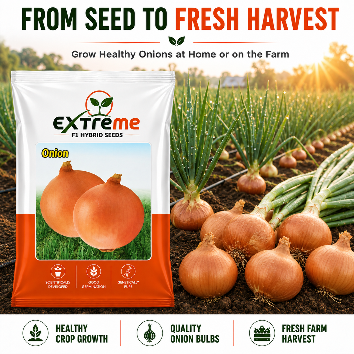 Extreme F1 Hybrid Copper Onion Seeds 10 GM | Premium Onion Vegetable Seeds | Pyaz Seeds for Home Garden, Kitchen Garden, Terrace Garden, Pots, Grow Bags & Outdoor Farming