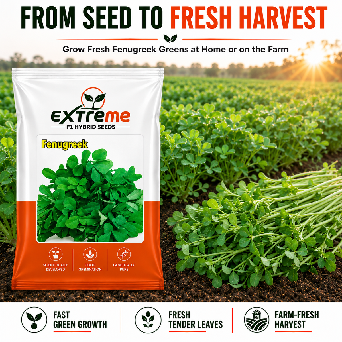 EXTREME Fenugreek Seeds 15GM | Metha Seeds for Home Garden & Kitchen Garden | Easy to Grow Green Leafy Vegetable Seeds