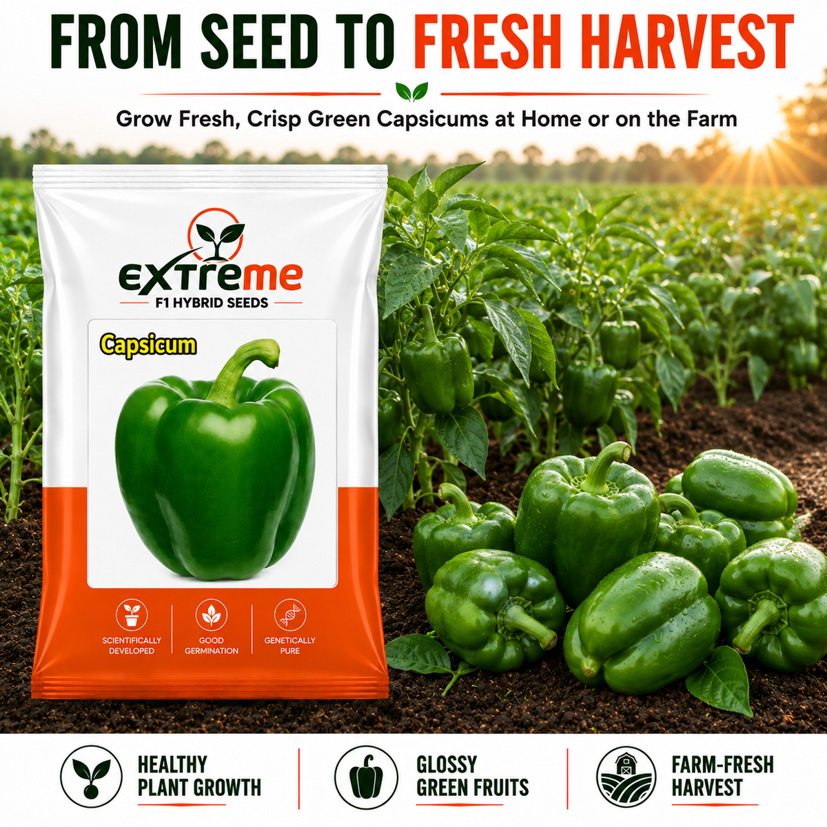 Extreme F1 Hybrid Capsicum Seeds 1 GM (1000 MG) | Green Capsicum Vegetable Seeds for Home Garden, Kitchen Garden, Terrace Garden & Outdoor Farming