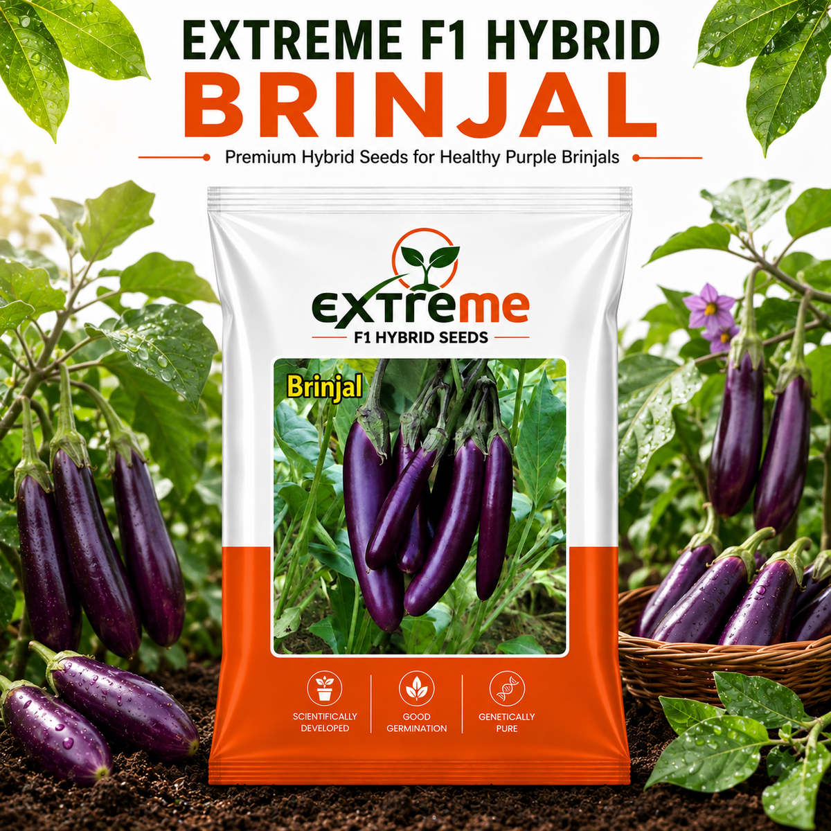 Extreme F1 Hybrid Long Purple Brinjal Seeds 1 GM | Long Purple Brinjal Vegetable Seeds | Eggplant Seeds for Home Garden, Kitchen Garden, Terrace Garden, Pots, Grow Bags & Outdoor Farming