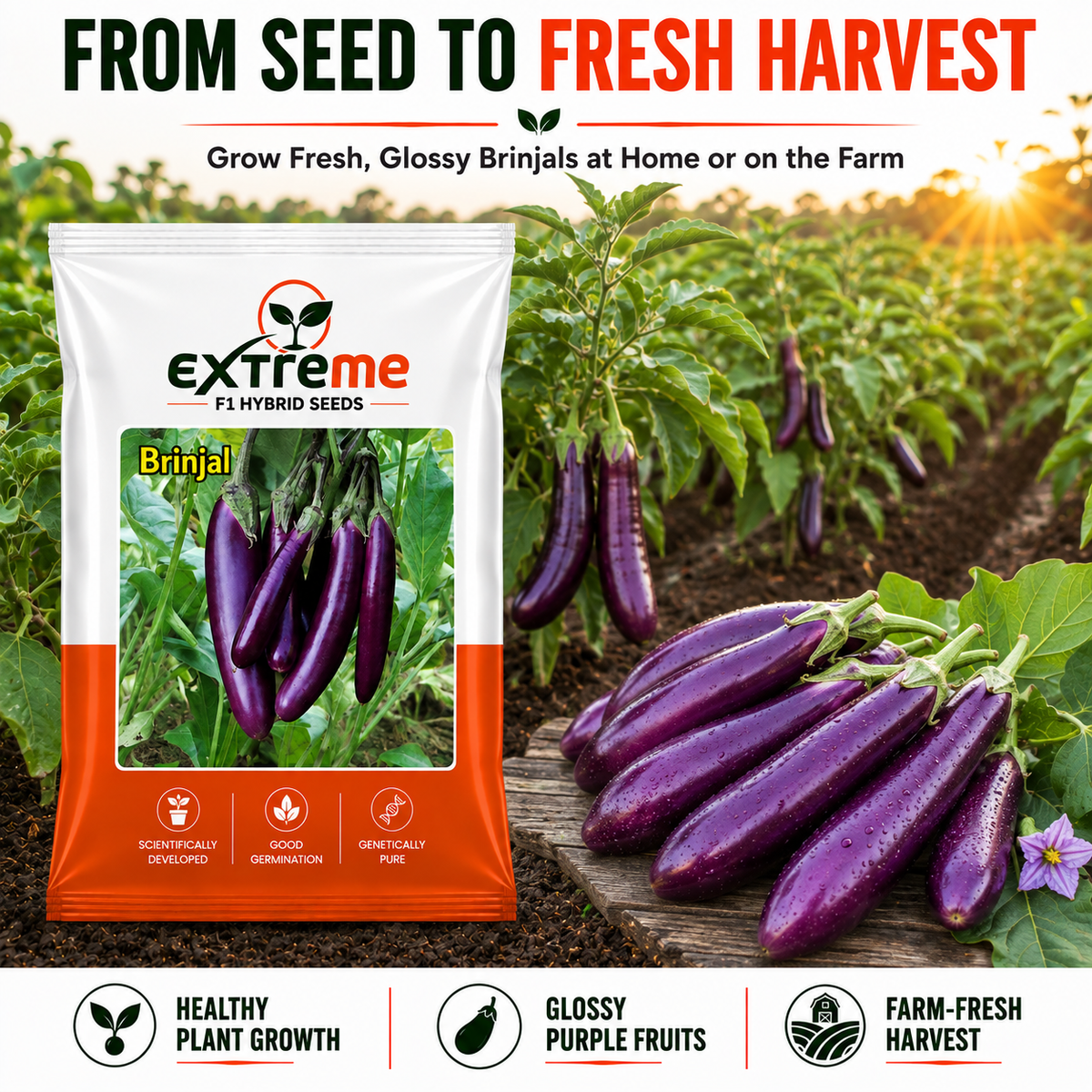 Extreme F1 Hybrid Long Purple Brinjal Seeds 1 GM | Long Purple Brinjal Vegetable Seeds | Eggplant Seeds for Home Garden, Kitchen Garden, Terrace Garden, Pots, Grow Bags & Outdoor Farming