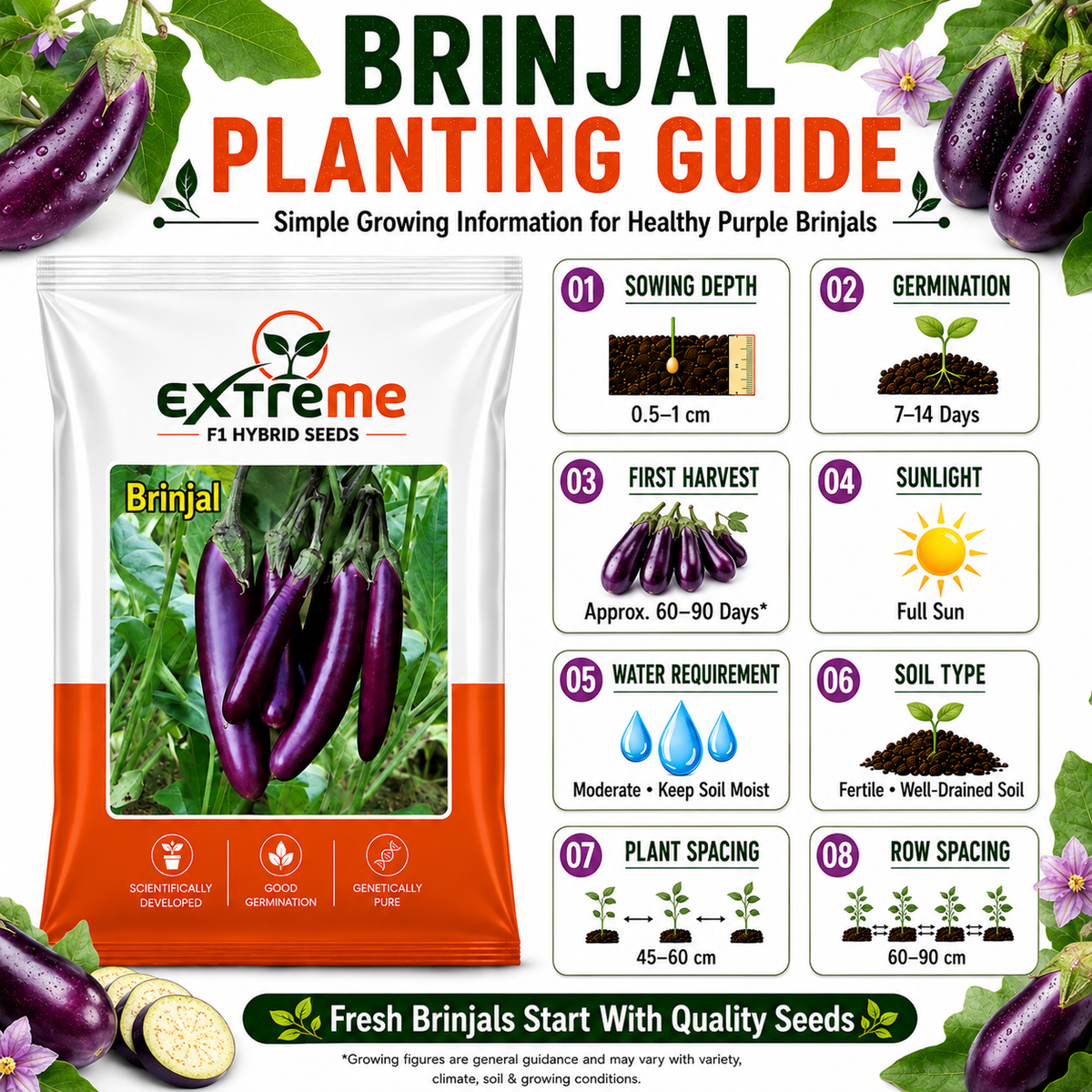 Extreme F1 Hybrid Long Purple Brinjal Seeds 1 GM | Long Purple Brinjal Vegetable Seeds | Eggplant Seeds for Home Garden, Kitchen Garden, Terrace Garden, Pots, Grow Bags & Outdoor Farming